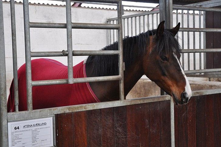 DSP ATINA KÆRLUND ***  A- PONY** billede 10