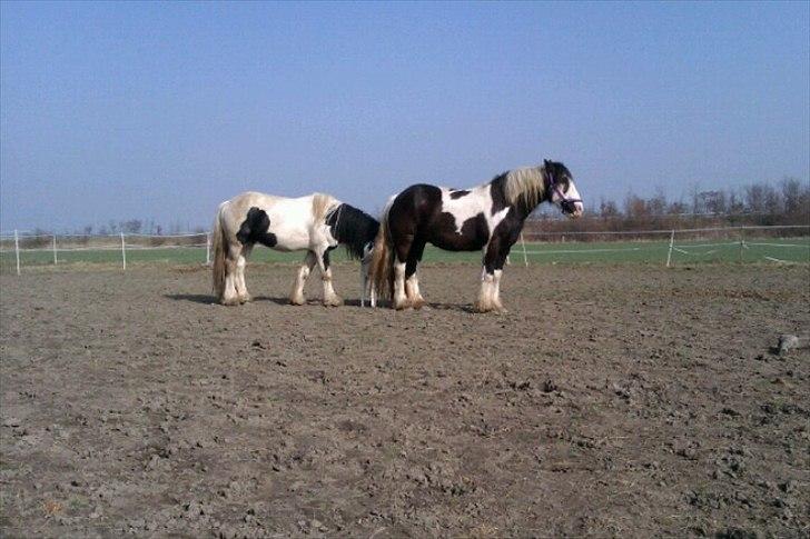 Irish Cob Troelsegårdens Mr OMalley billede 14