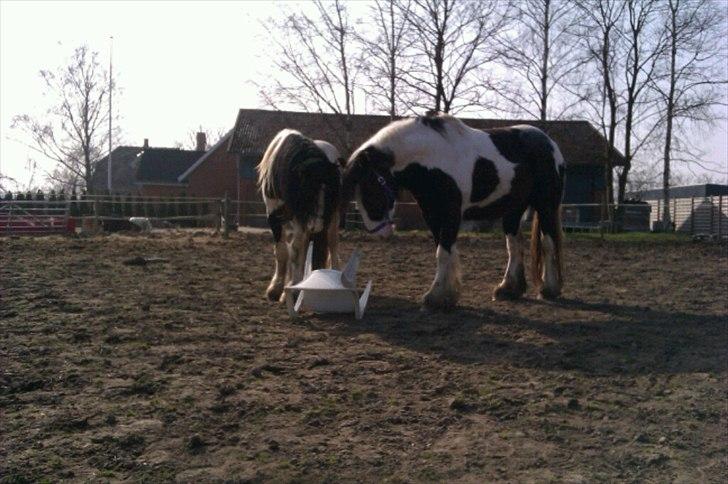 Irish Cob Troelsegårdens Mr OMalley billede 15