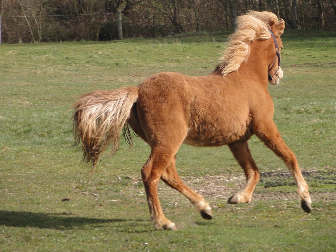 Islænder Madonna *Medina* fra Gridurholti - 11 mdr April 2012 billede 18