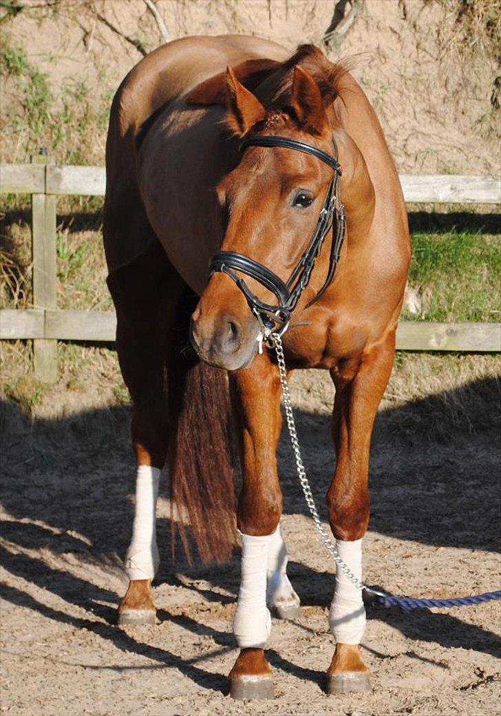 Dansk Varmblod Østmarks Mia - Fotoshoot, dejlige hest. :)
- Foto: FNeerdal  billede 2