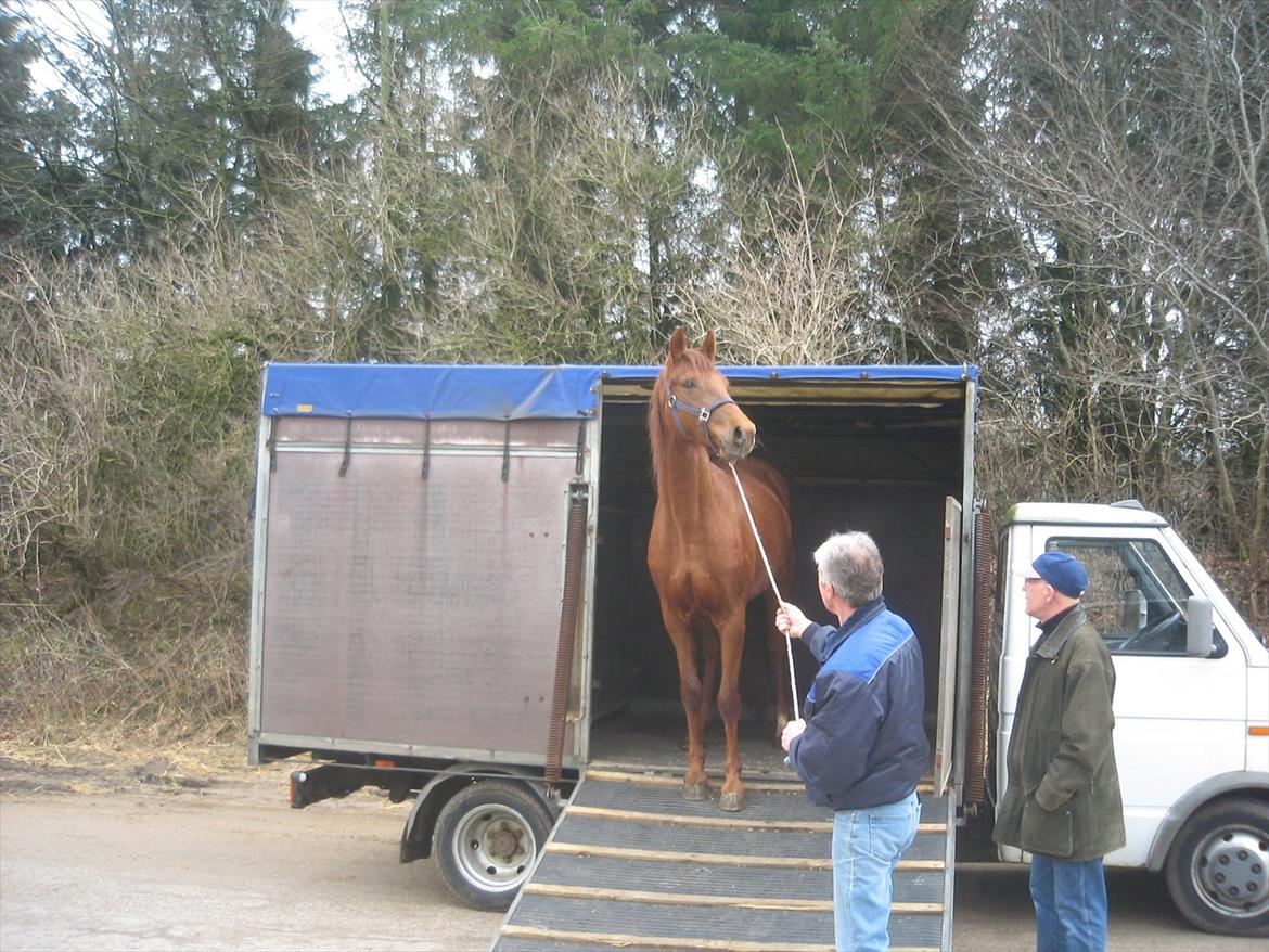 Dansk Varmblod Østmarks Mia - Aller første dag med mulle <3
1/4 - 2011 billede 4