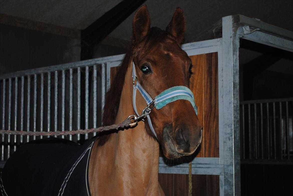 Dansk Varmblod Østmarks Mia - Mulle er blevet klippet. :P
- Foto: FNeerdal billede 5