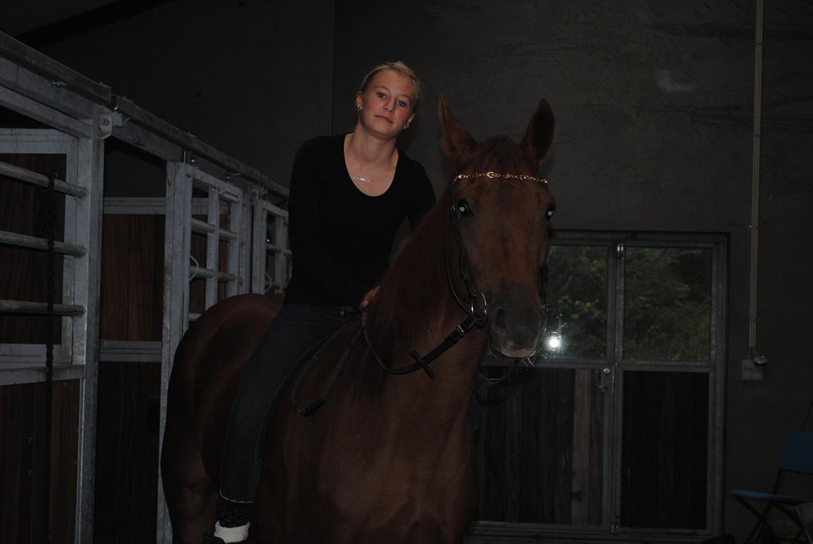 Dansk Varmblod Østmarks Mia - Så dejlig. 
- Foto: FNeerdal billede 7