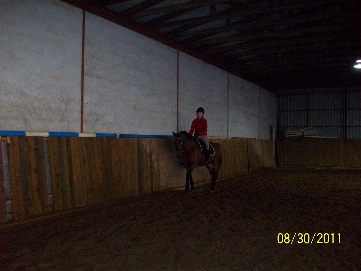 Dansk Varmblod Qvinni billede 13