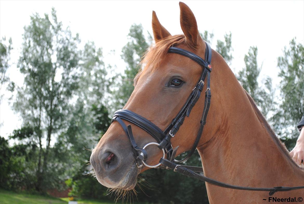 Dansk Varmblod Østmarks Mia - Fotoshoot, fantastisk billede af en fantastisk hest!
Foto: FNeerdal billede 8