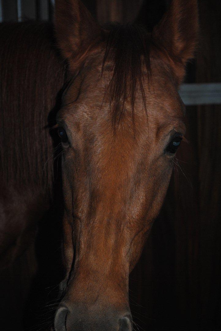 Dansk Varmblod Østmarks Mia - Baby dog. <3 billede 9