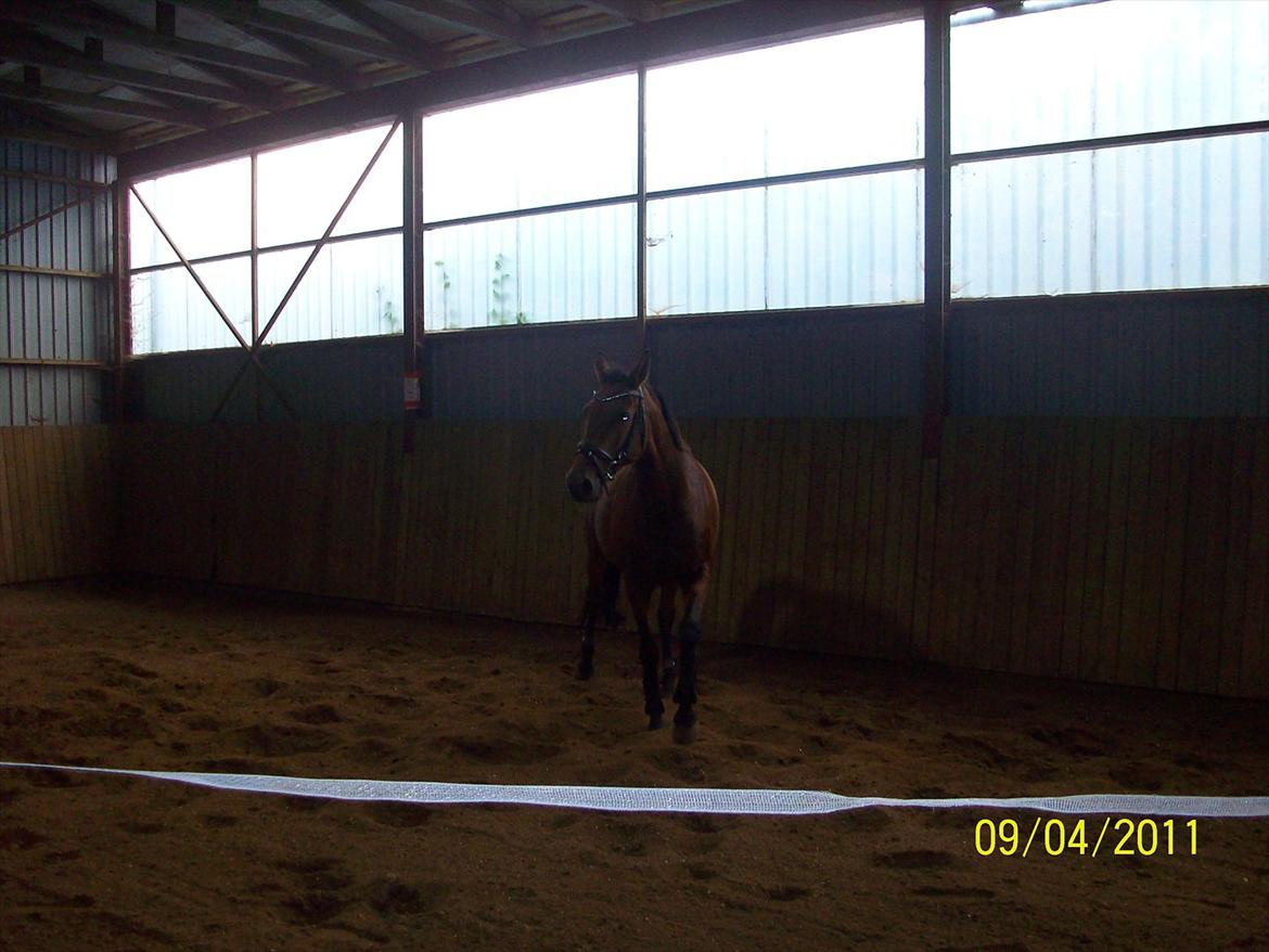 Dansk Varmblod Qvinni billede 14