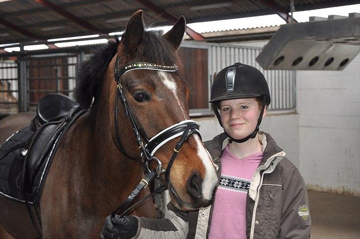 New Forest VESTERGAARDS DOOLEY'S - Dooleys med sin nye Horseline trense. billede 20