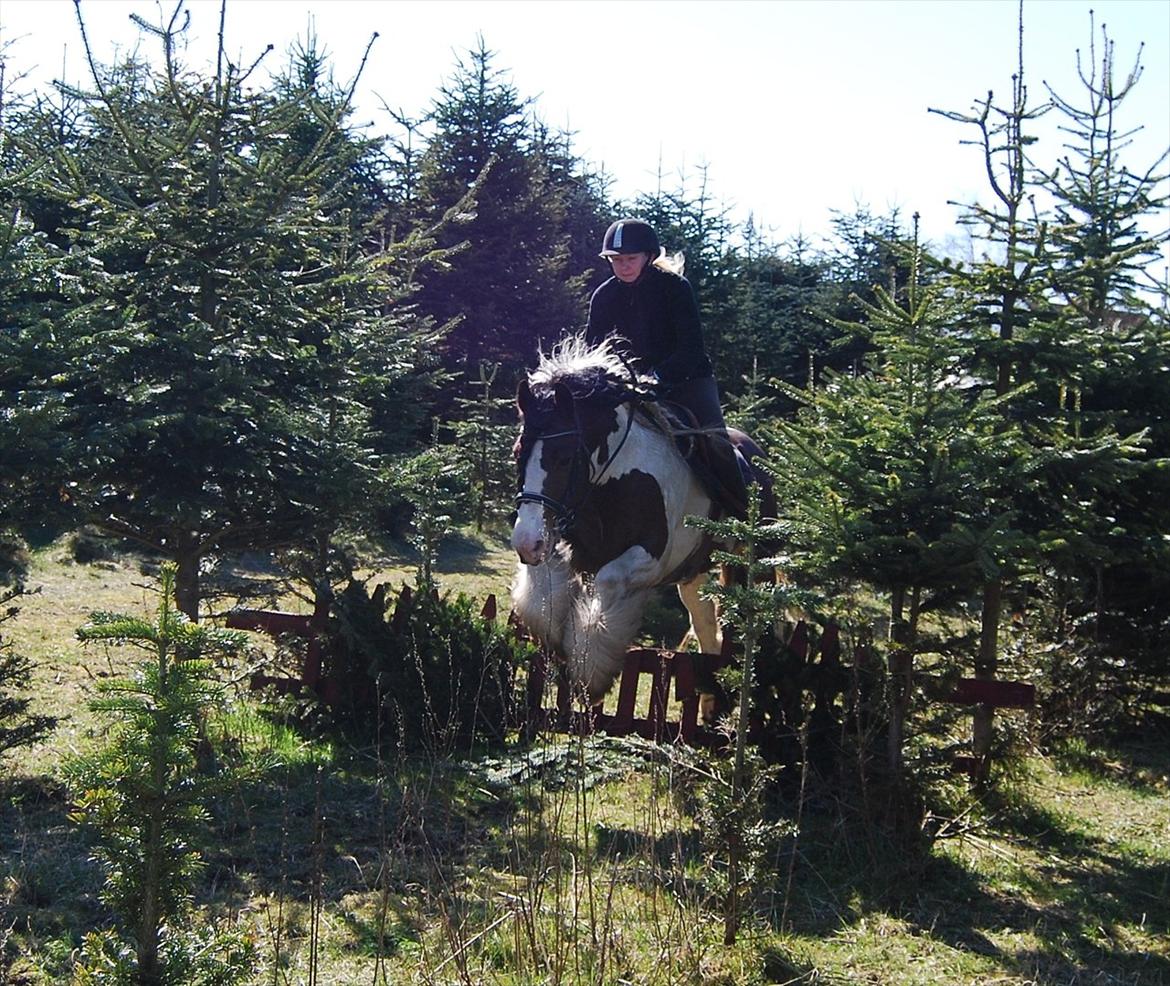 Tinker SATIN'S ROYAL CON QUEST - terrænbanen for første gang april 2012 billede 18