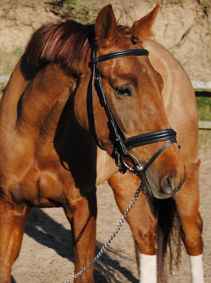Dansk Varmblod Østmarks Mia - Jeg elsker dig over alt på jorden!
- Foto: FNeerdal billede 10