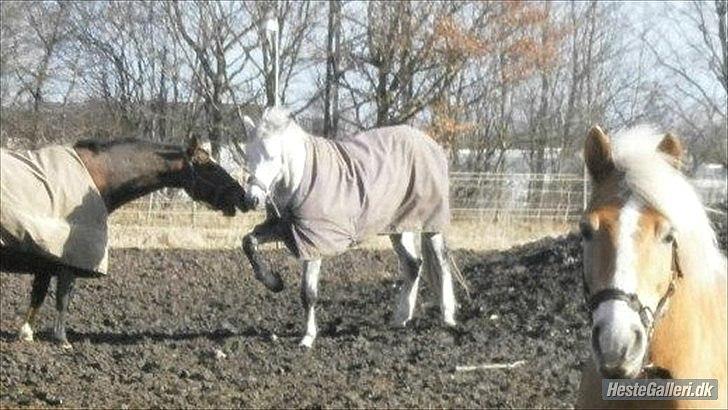 Polsk Varmblod My Little Boy billede 17