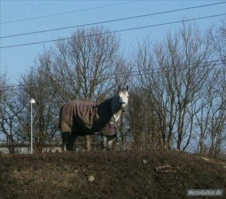 Polsk Varmblod My Little Boy - Kongen af Bakken :) billede 16