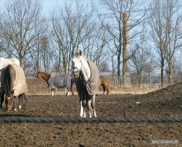 Polsk Varmblod My Little Boy billede 18