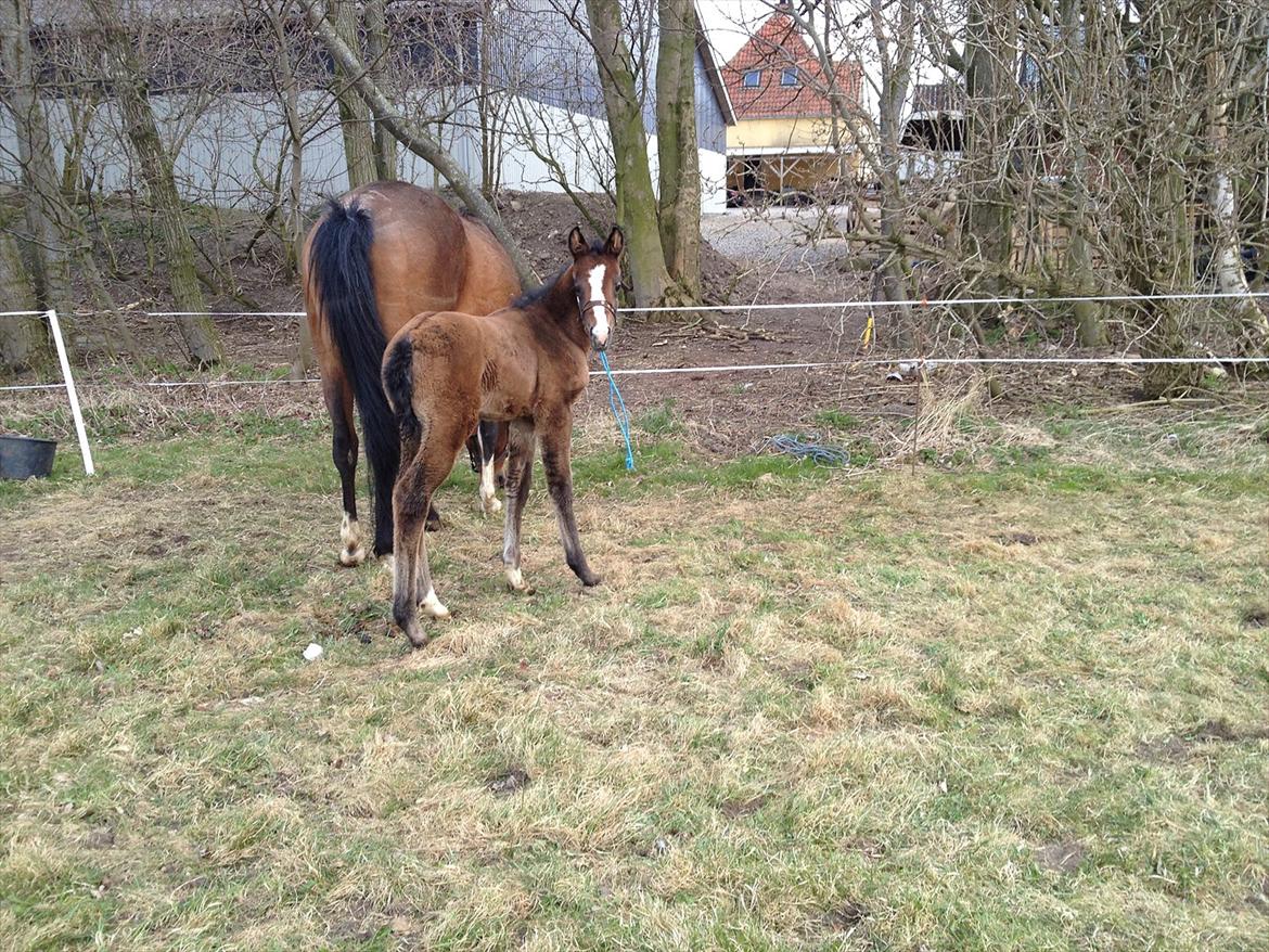 Anden særlig race Antos Liva - 7/4/2012.. Banditten <3 billede 17