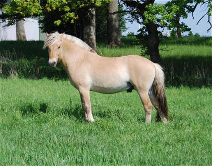 Fjordhest Rubins Hektor - Sommeren 2011 billede 4