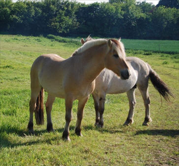 Fjordhest Rubins Hektor - Sommeren 2011 billede 5