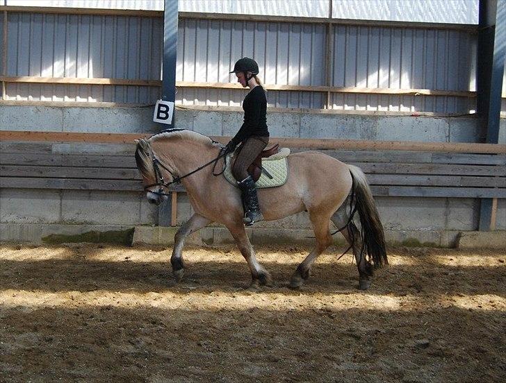 Fjordhest Rubins Hektor - Her med rytter ca 9. gang billede 9