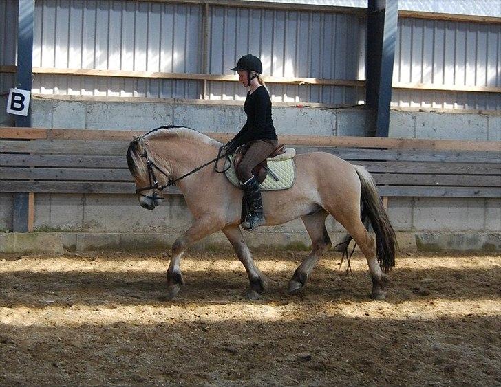 Fjordhest Rubins Hektor - Her med rytter ca 9. gang billede 8