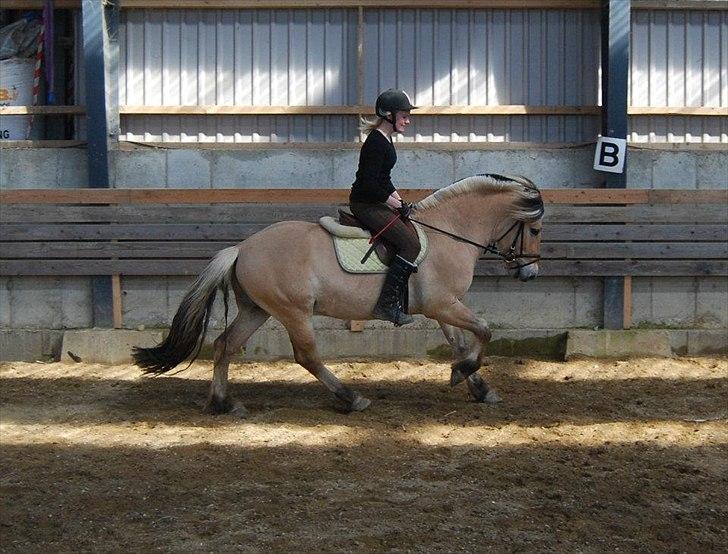 Fjordhest Rubins Hektor - Her med rytter ca 9. gang billede 10