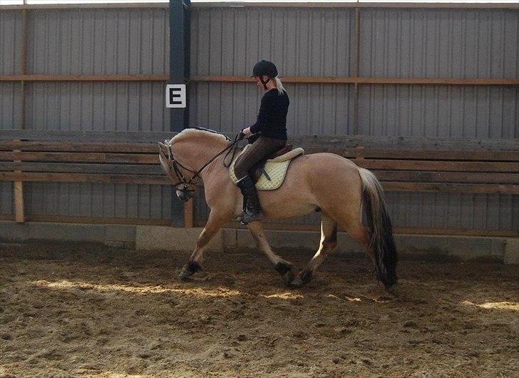 Fjordhest Rubins Hektor - Her med rytter ca 9. gang billede 13