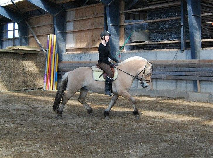 Fjordhest Rubins Hektor - Her med rytter ca 9. gang billede 11