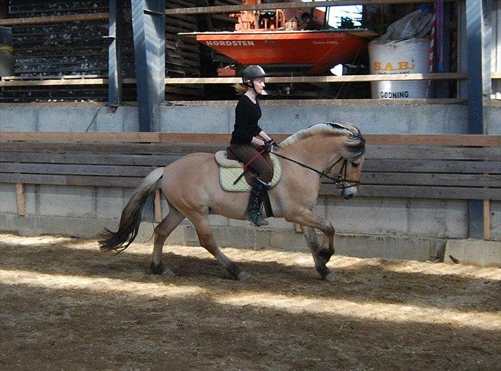Fjordhest Rubins Hektor - Her med rytter ca 9. gang billede 12