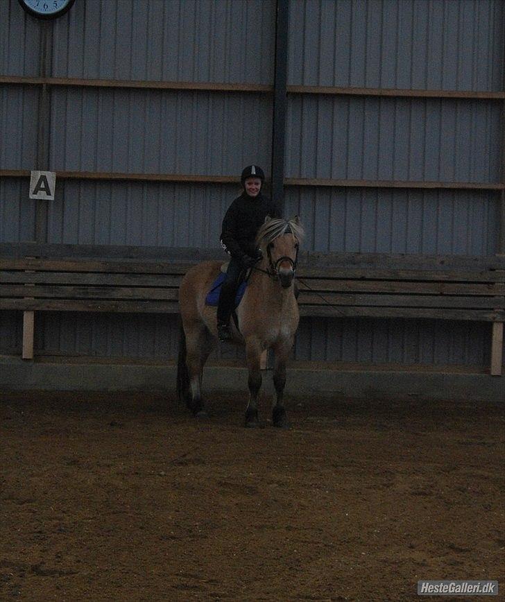 Fjordhest Rubins Hektor - Her med rytter for 2. gang(som hingst) billede 20