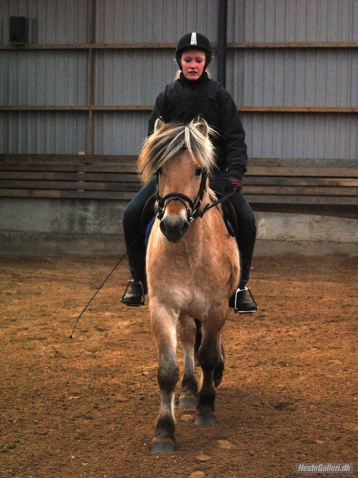 Fjordhest Rubins Hektor - Her med rytter for 2. gang(som hingst) billede 18