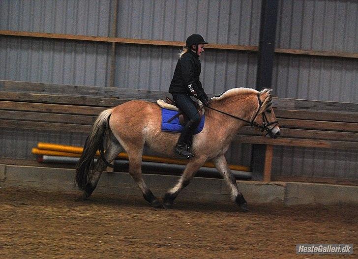Fjordhest Rubins Hektor - Her med rytter for 2. gang(som hingst) billede 19