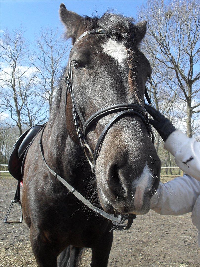 Frieser / Haflinger -  Manzana <3 elsket og savnet <3 billede 7