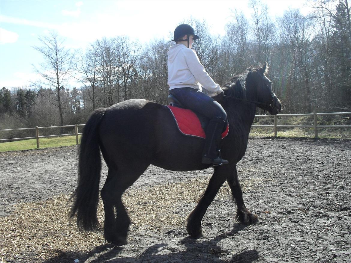 Frieser / Haflinger -  Manzana <3 elsket og savnet <3 - Endelig et ridebilled af mig og manze og der skal nok komme flere ;D billede 9