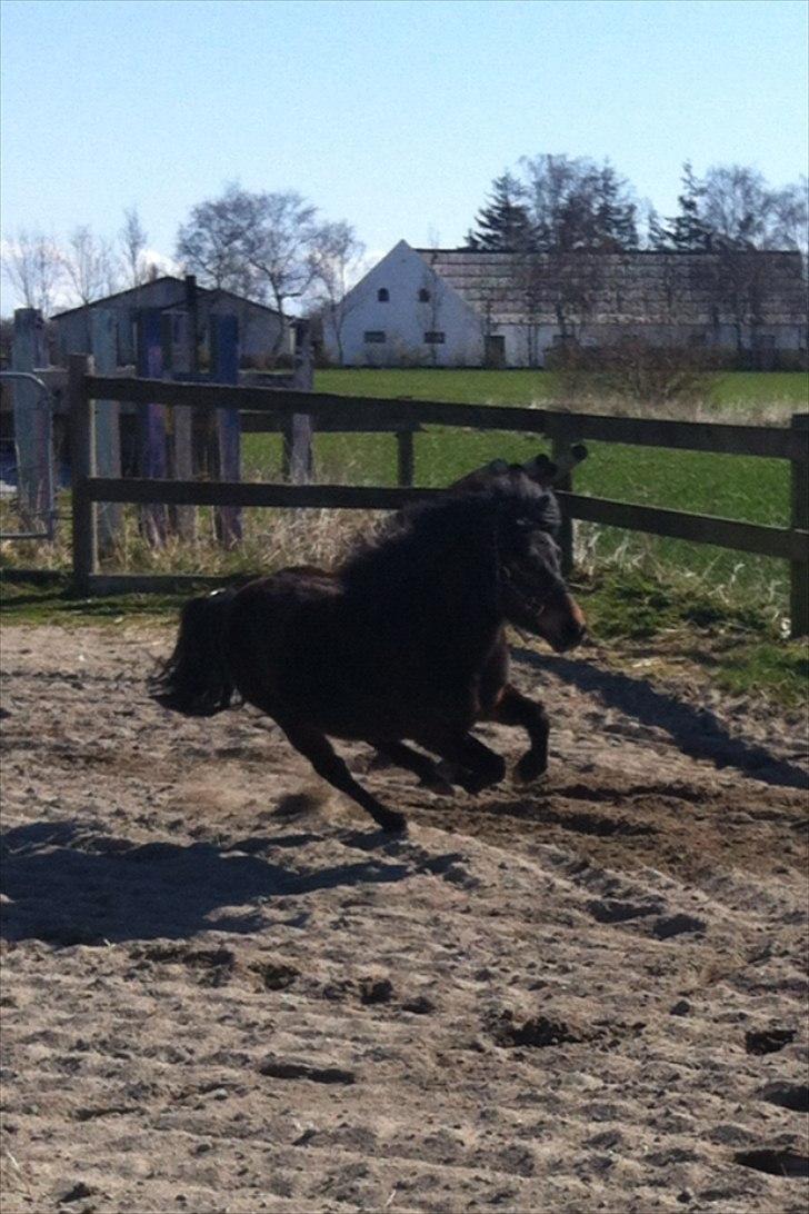 Shetlænder Micky (solgt) billede 3