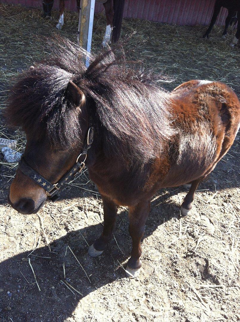 Shetlænder Micky (solgt) billede 11