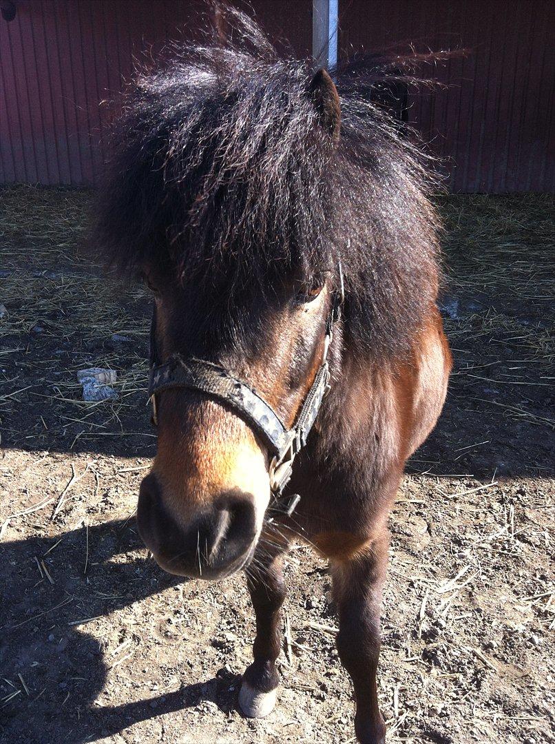 Shetlænder Micky (solgt) billede 12