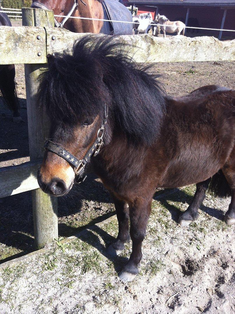 Shetlænder Micky (solgt) billede 16