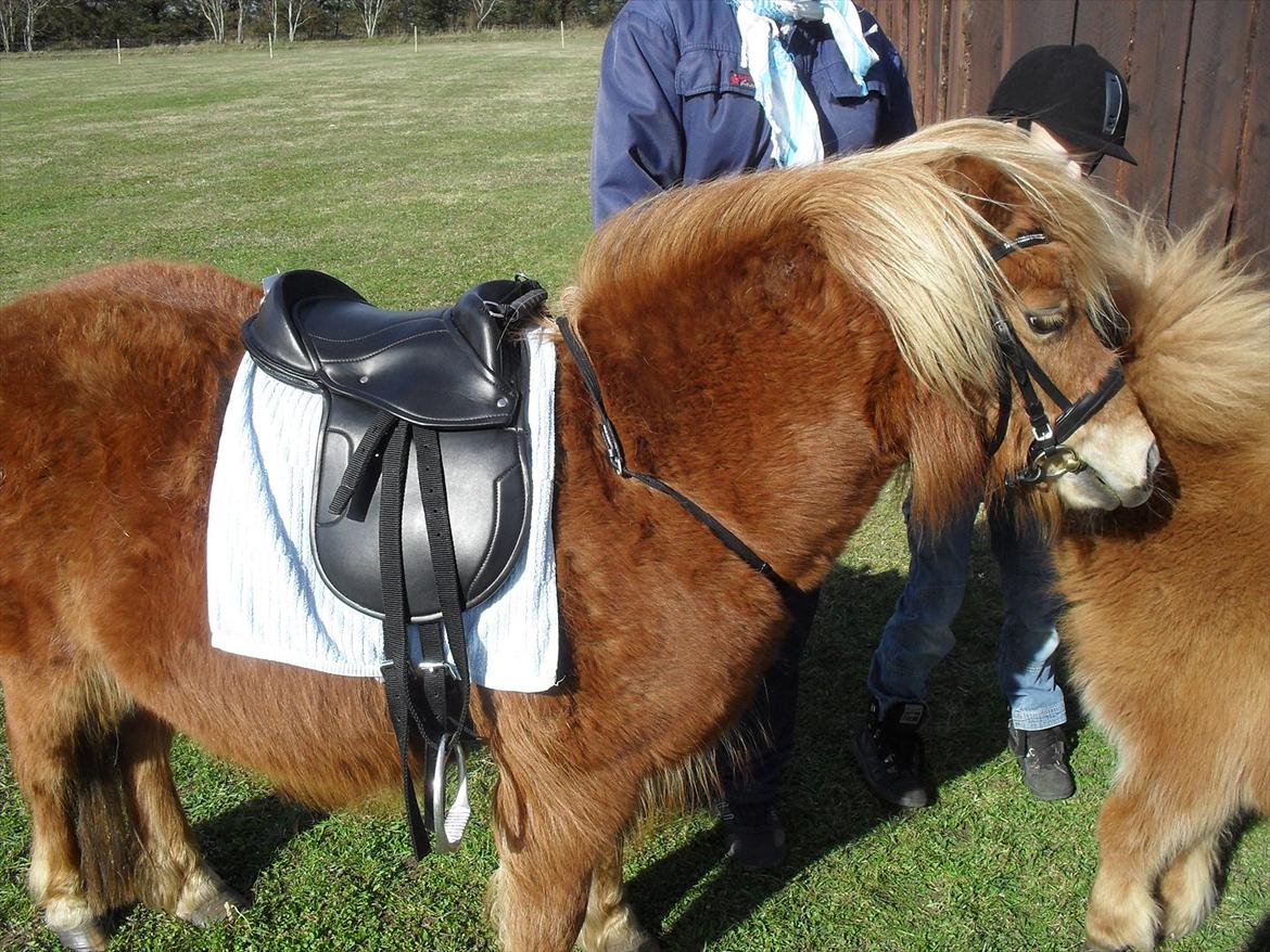 Anden særlig race Misty (min lillebror's) - Som min lillebror siger det er nemmere med sadel på ;-D billede 5