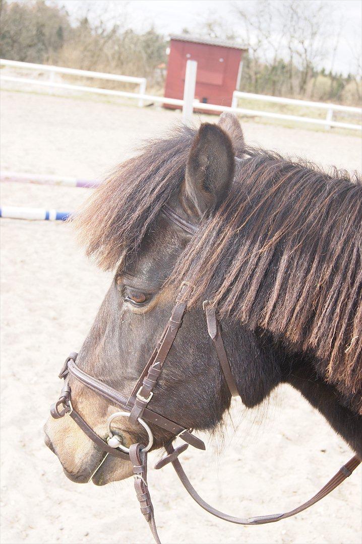 Anden særlig race Mille - Tak for kigget.. billede 11