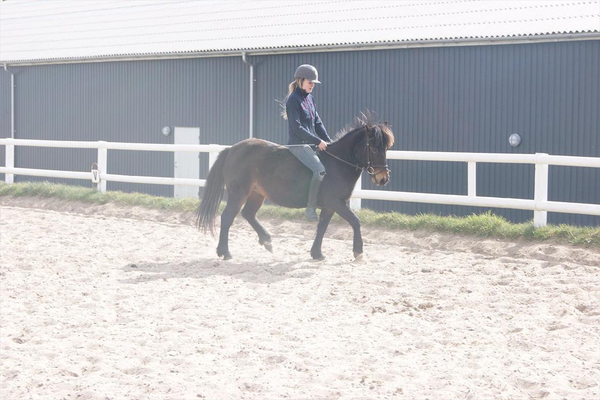 Anden særlig race Mille billede 2