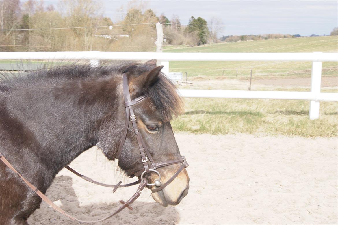Anden særlig race Mille billede 1