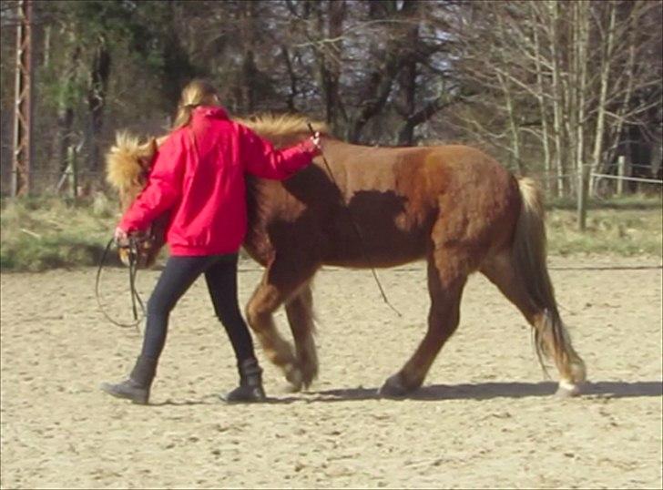 Islænder Halli fra Dyrehavegård <3 - Træning fra jorden - her i en skøøøøn skridt :D

April 2012. billede 15