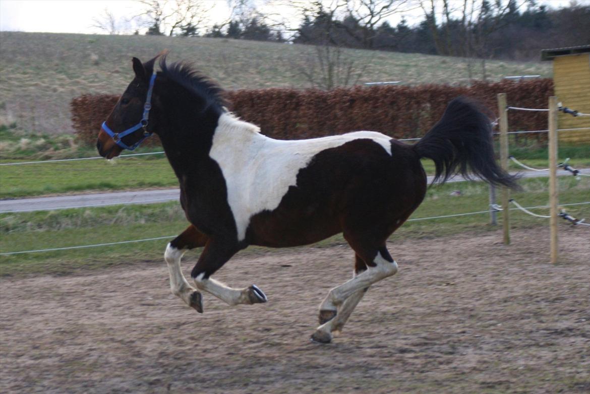 Anden særlig race - Dalton - Dølle, i vild gallop ;) billede 7