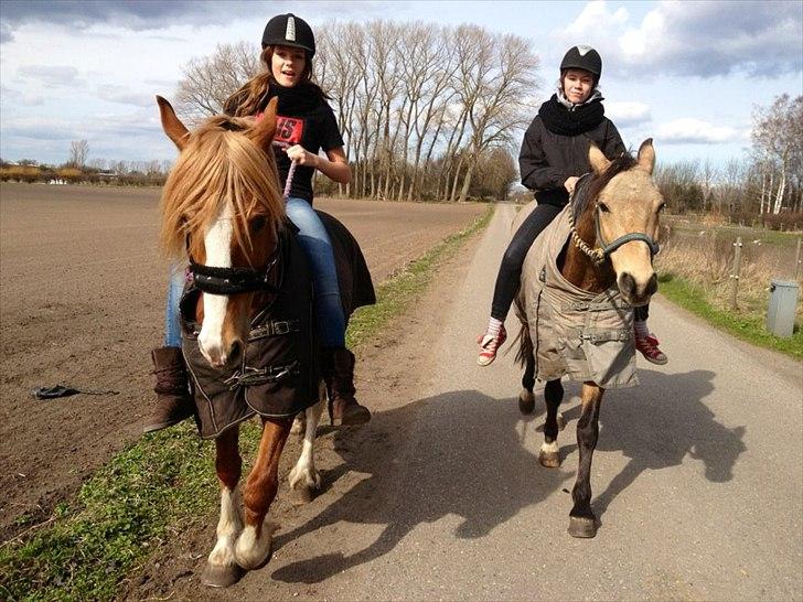 Welsh Cob (sec D) Whitesocks - 
Ved godt jeg hiver i ham, men han ville ikke stå stille :-) billede 4