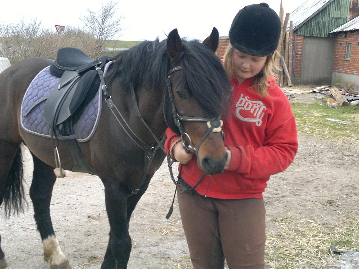 New Forest Stackarps Pablo NFH 139 billede 1