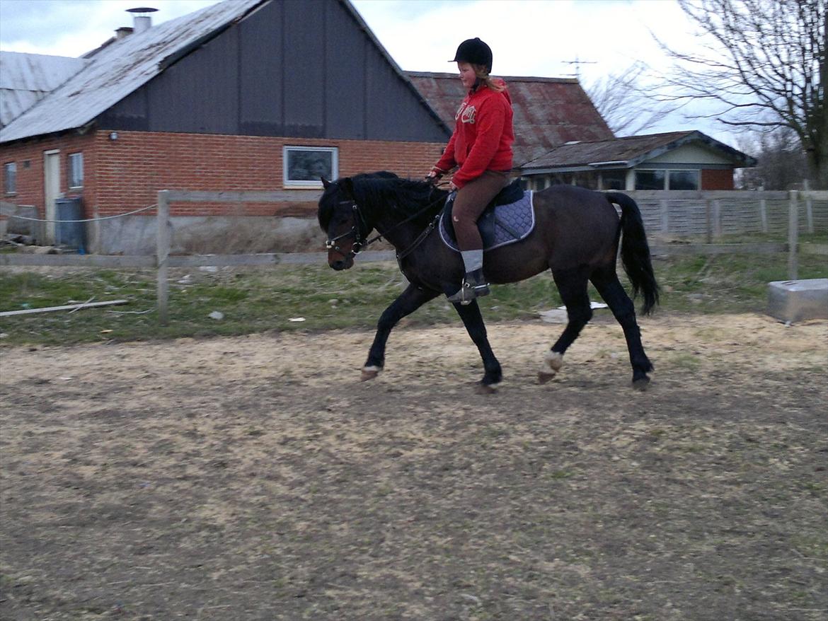 New Forest Stackarps Pablo NFH 139 billede 17