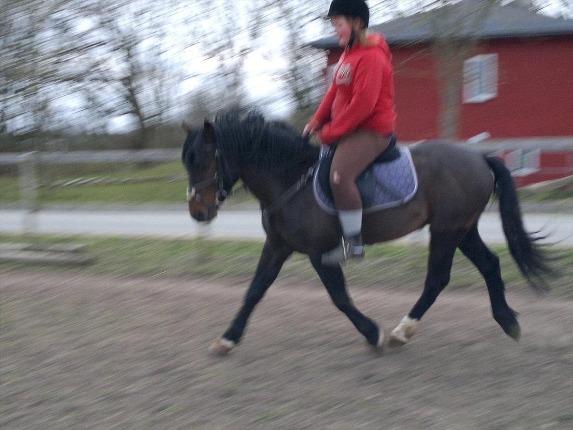 New Forest Stackarps Pablo NFH 139 billede 18