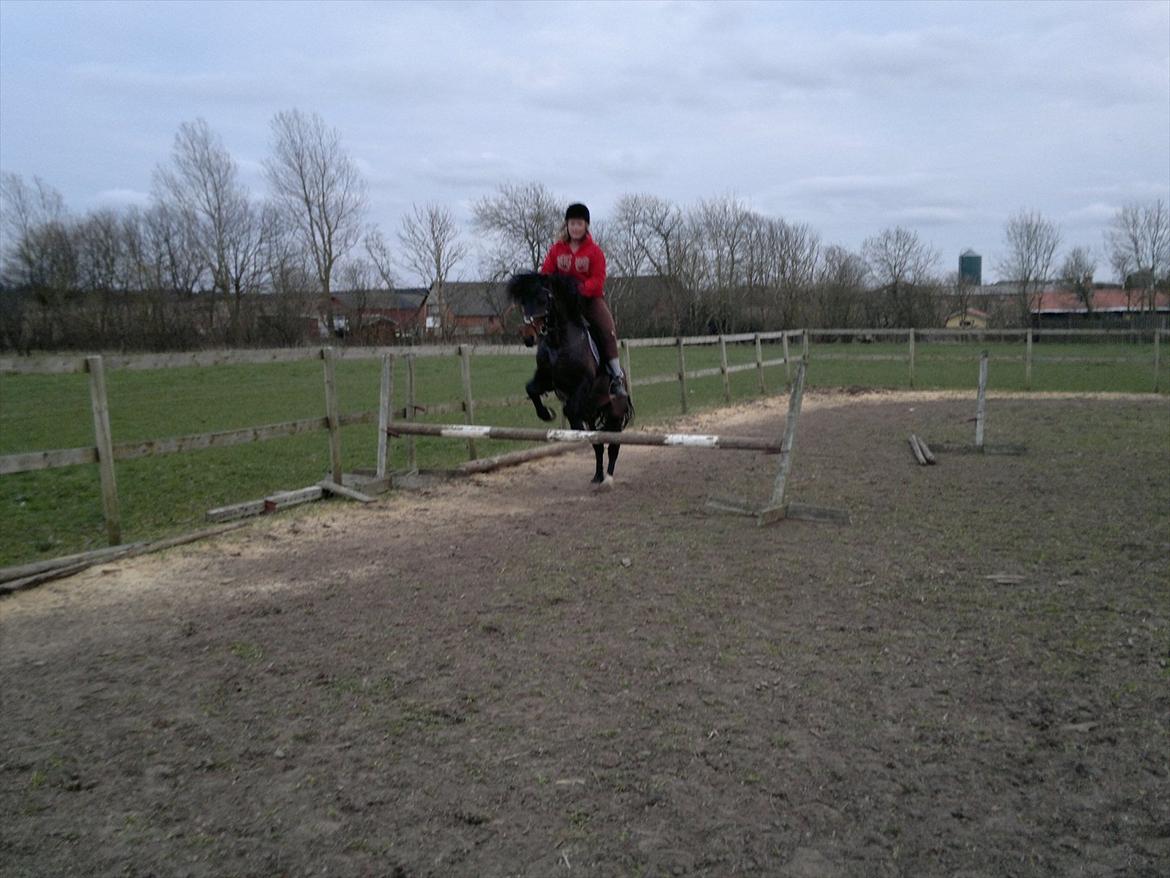 New Forest Stackarps Pablo NFH 139 billede 19