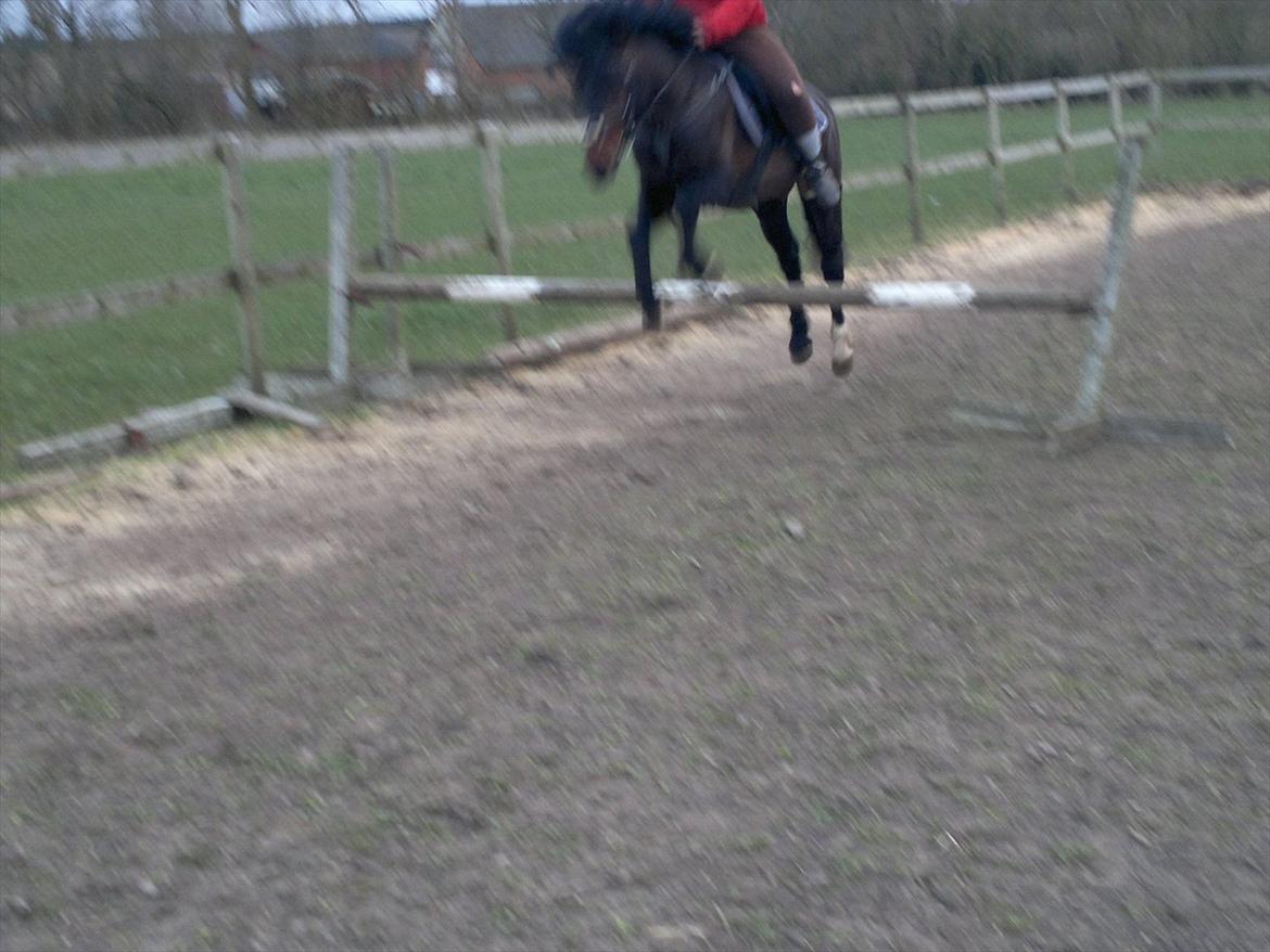 New Forest Stackarps Pablo NFH 139 billede 20