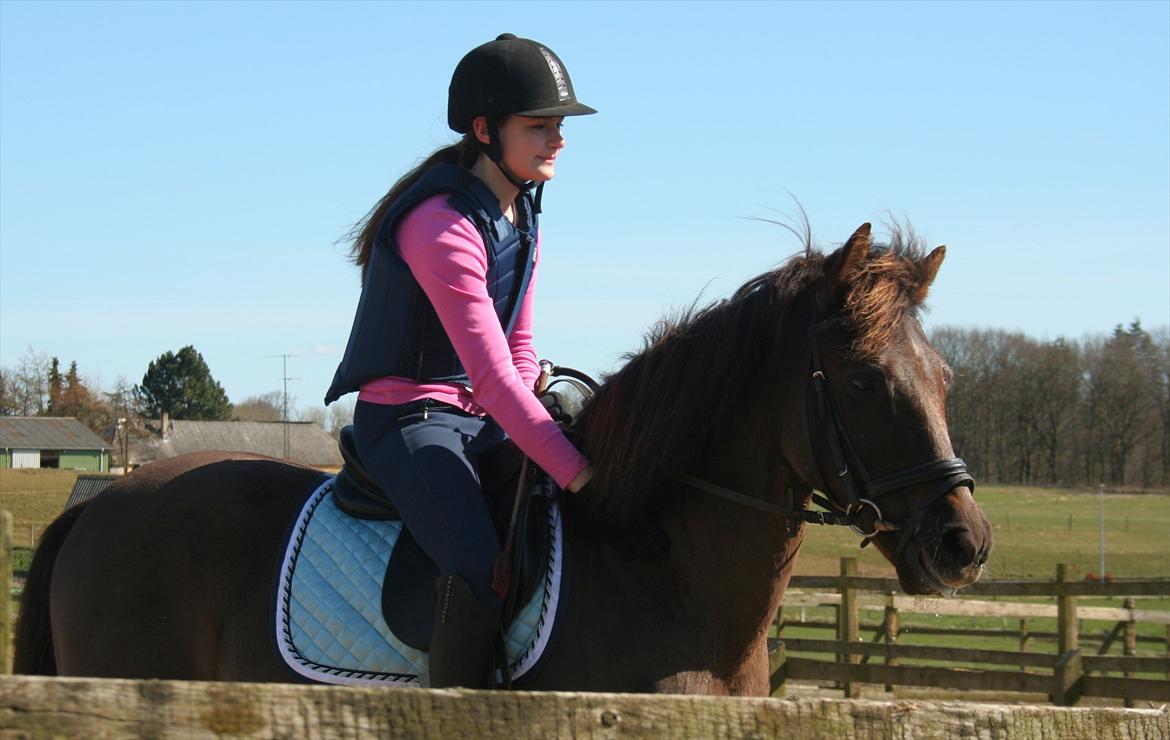 New Forest Ækpara - <3 billede 19