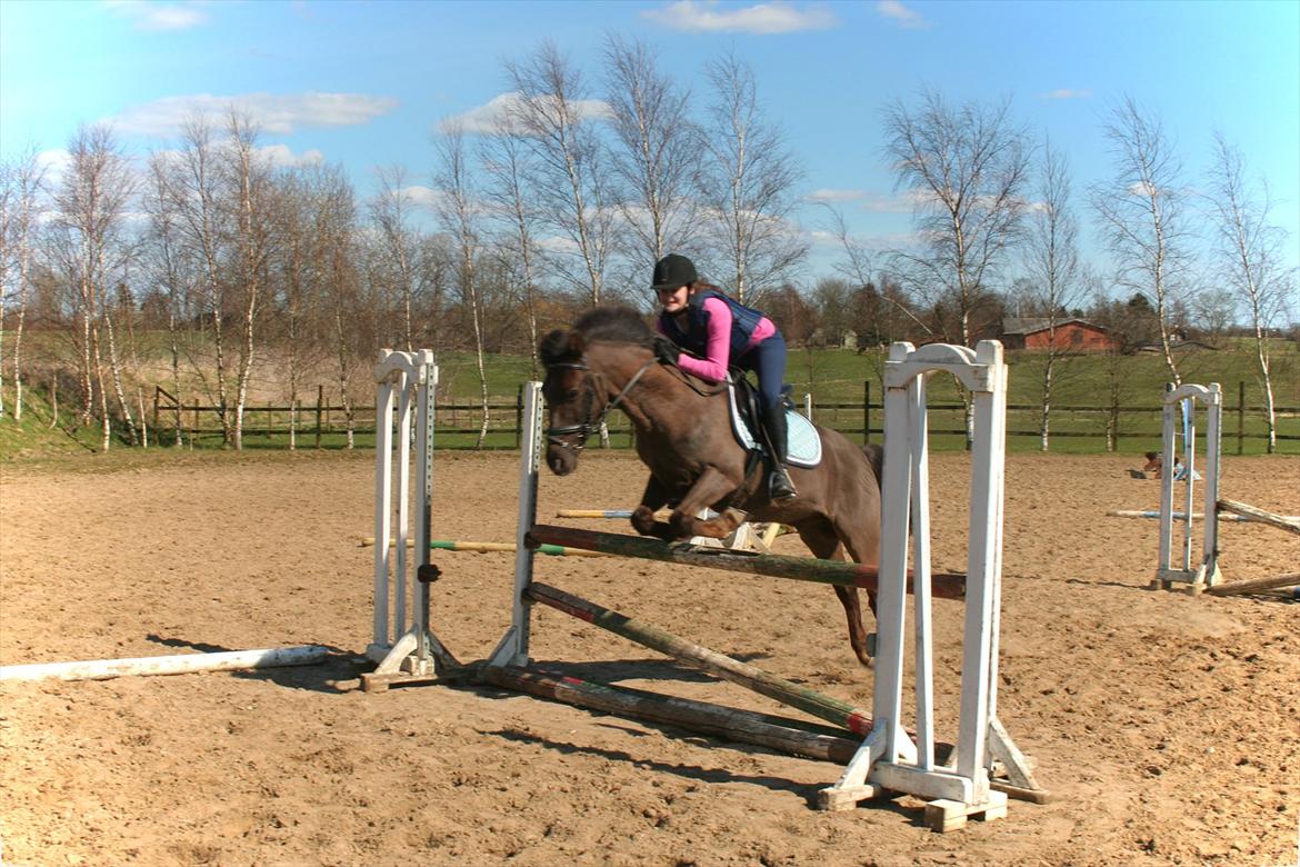 New Forest Ækpara billede 20